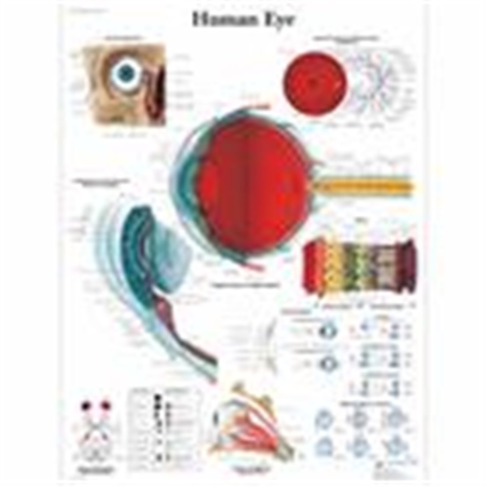 Tablica anatomiczna "Ludzkie oko" - laminowana