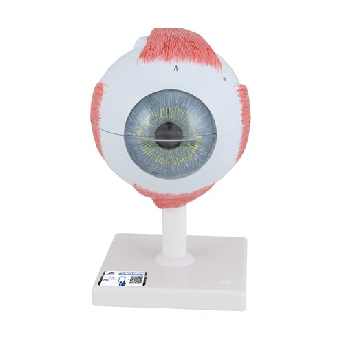 Model oka, 5-krotne powiększenie, 6 części - 3B Smart Anatomy