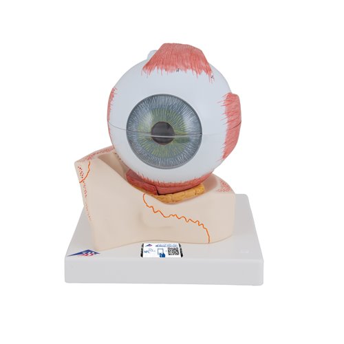 Model oka, 5-krotne powiększenie, 7 części - 3B Smart Anatomy