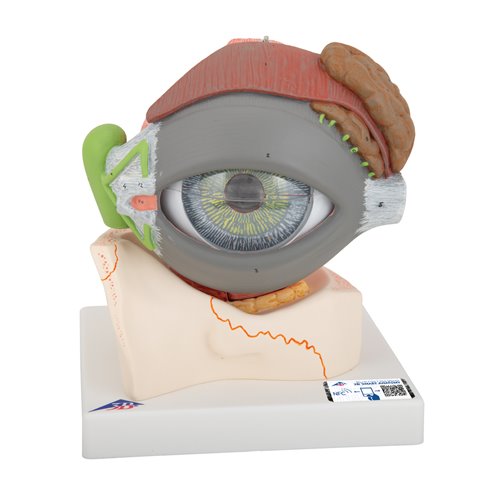 Model oka, 5-krotne powiększenie, 8 części - 3B Smart Anatomy