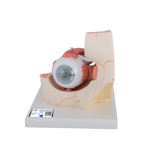 Model oka, 3-krotne powiększenie, 7 części - 3B Smart Anatomy