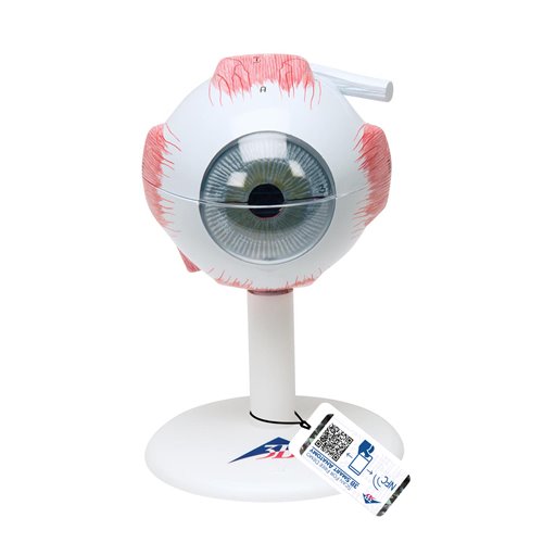 Model oka, 3-krotne powiększenie, 6 części - 3B Smart Anatomy