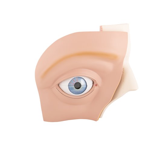 Model oka, 5-krotne powiększenie, 12 części - 3B Smart Anatomy