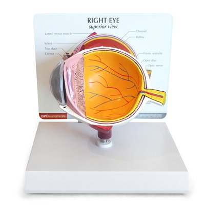 Model oka - przekrój